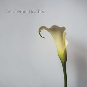 Calla Lily image number 0