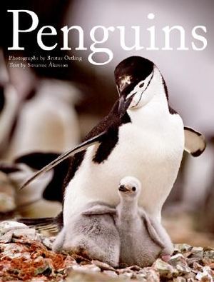 Penguins image number 0