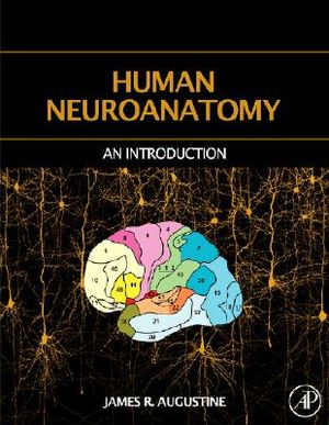 Human Neuroanatomy image number 0