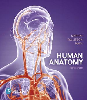 Human Anatomy image number 0