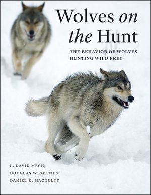 Wolves on the Hunt: The Behavior of Wolves Hunting Wild Prey image number 0