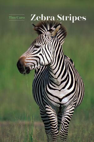 Zebra Stripes image number 0