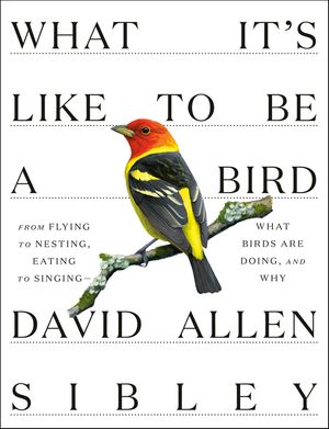 What It's Like to Be a Bird: From Flying to Nesting, Eating to Singing--What Birds Are Doing, and Why image number 0