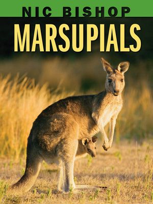 Nic Bishop: Marsupials image number 0