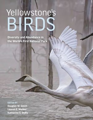 Yellowstone's Birds: Diversity and Abundance in the World's First National Park image number 0