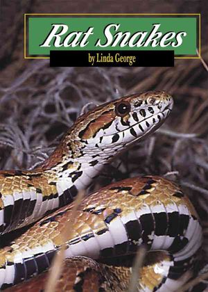 Rat Snakes image number 0