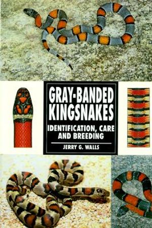 Gray Banded Kingsnakes image number 0