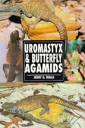 Uromastyx & Butterfly Agamids image number 0