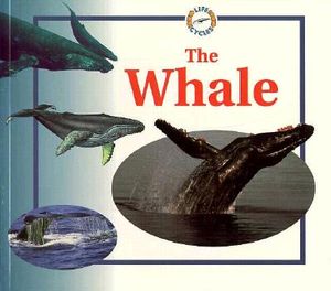 Whale: Life Cycles image number 0