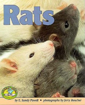 Rats image number 0