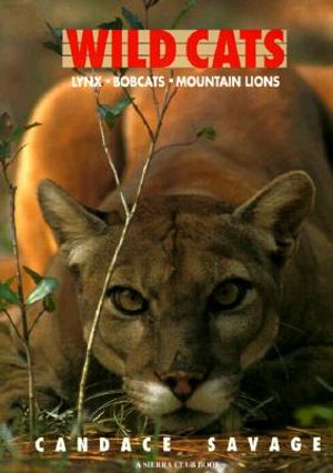 Wild Cats: Lynx Bobcats Mountain Lions image number 0