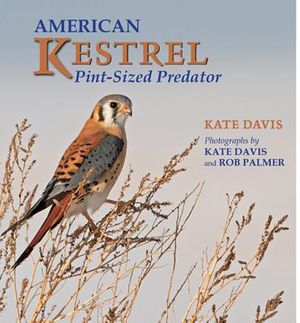 American Kestrel image number 0