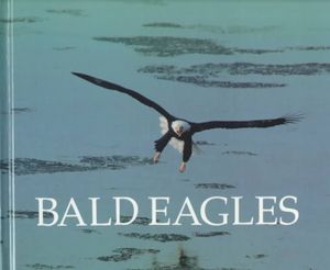 Bald Eagles image number 0