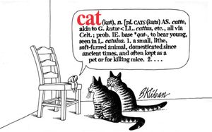 Cat image number 0