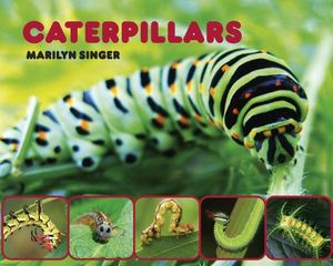 Caterpillars image number 0