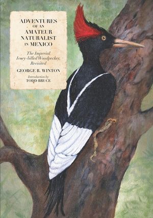 Adventures of an Amateur Naturalist in Mexico: The Imperial Ivory-billed Woodpecker, Revisited image number 0