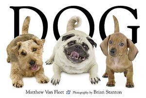 Dog image number 0
