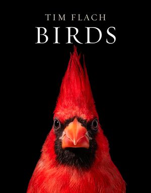 Birds image number 0