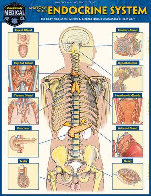 Anatomy of the Endocrine System: A Quickstudy Laminated Reference Guide image number 0