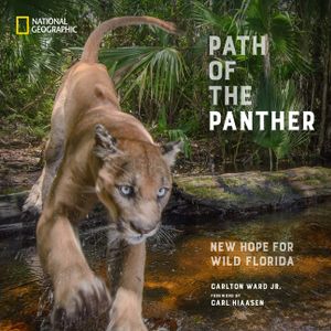 Path of the Panther: New Hope for Wild Florida image number 0