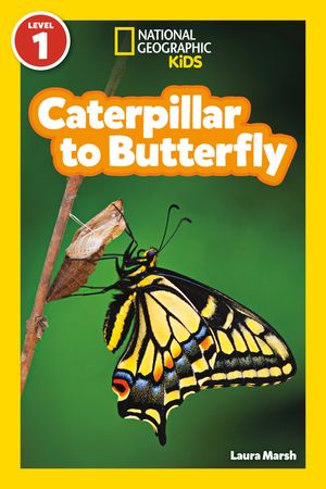 Caterpillar to Butterfly image number 0
