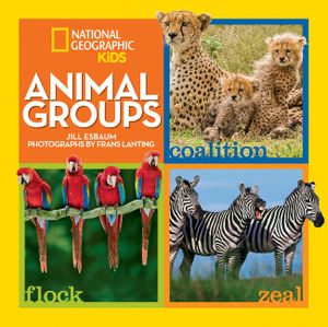 Animal Groups image number 0