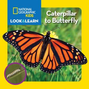 National Geographic Kids Look and Learn: Caterpillar to Butterfly image number 0