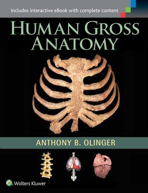 Human Gross Anatomy image number 0