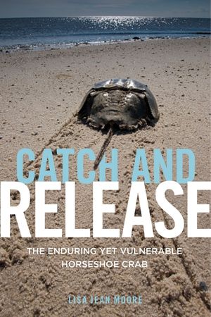 Catch and Release: The Enduring Yet Vulnerable Horseshoe Crab image number 0