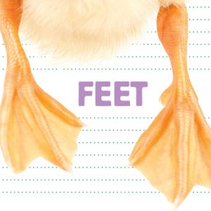 Feet image number 0