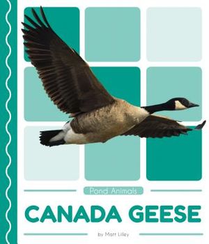 Canada Geese image number 0
