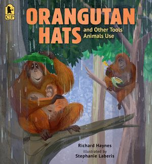Orangutan Hats and Other Tools Animals Use image number 0