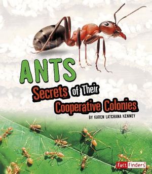 Ants: Secrets of Their Cooperative Colonies image number 0