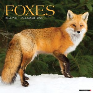 Foxes 2026 12 X 12 Wall Calendar image number 0