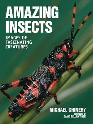Amazing Insects: Images of Fascinating Creatures image number 0