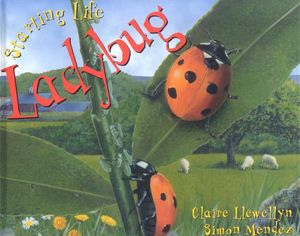 Ladybug image number 0