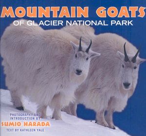Mountain Goats of Glacier National Park image number 0
