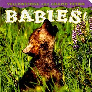 Yellowstone and Grand Teton Babies! image number 0