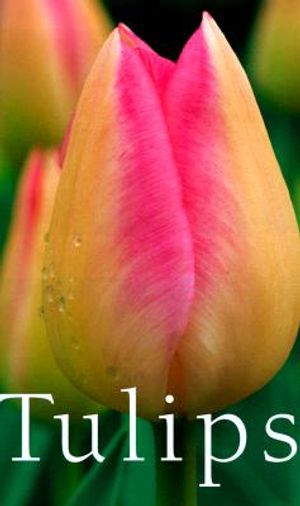 Tulips image number 0