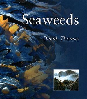 Seaweeds: Seaweeds image number 0