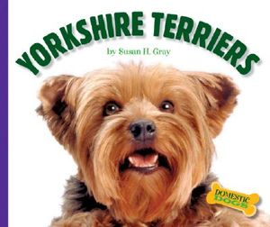 Yorkshire Terriers image number 0
