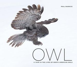Owl: A Year in the Lives of North American Owls image number 0