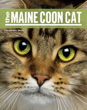 Maine Coon Cat PB image number 0