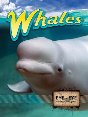 Whales image number 0