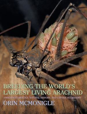 Breeding the World's Largest Living Arachnid: Amblypygid (Whipspider) Biology, Natural History, and Captive Husbandry image number 0
