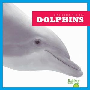 Dolphins image number 0