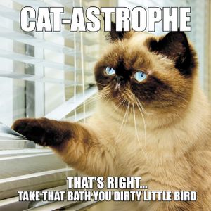 Cat-Astrophe image number 0