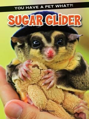 Sugar Glider image number 0