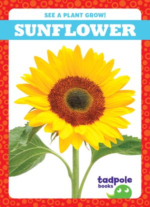Sunflower image number 0