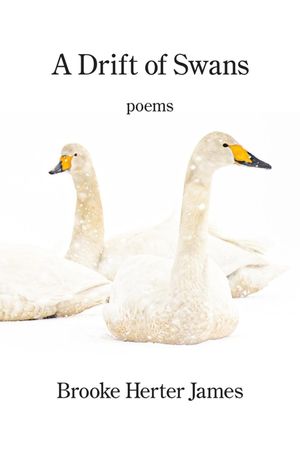 A Drift of Swans image number 0